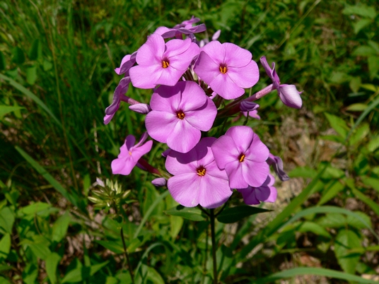 {Phlox maculata}